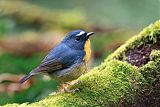 Snowy-browed Flycatcher